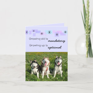 Three Huskies Birthday Card