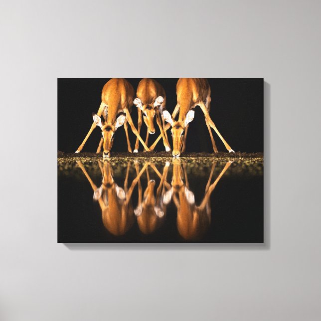 Three Impala Drink Together at Night Canvas Print (Front)
