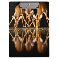 Three Impala Drink Together at Night