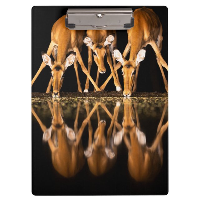 Three Impala Drink Together at Night Clipboard (Front)