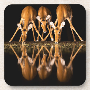 Three Impala Drink Together at Night Coaster