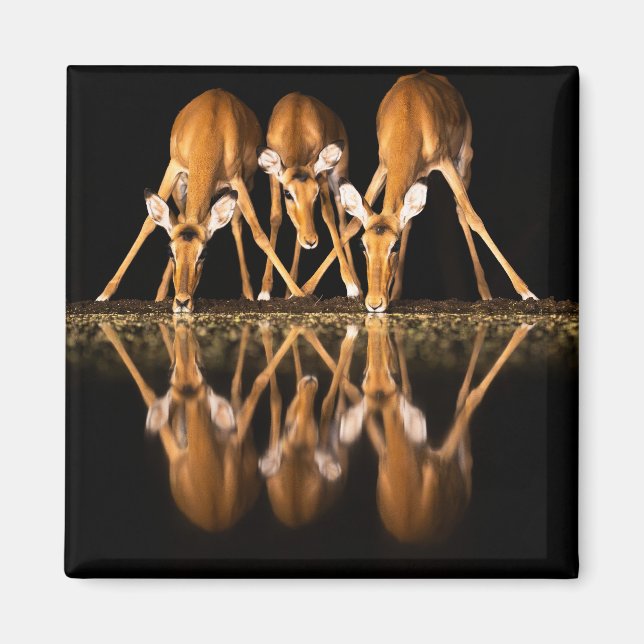 Three Impala Drink Together at Night Magnet (Front)