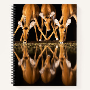 Three Impala Drink Together at Night Notebook