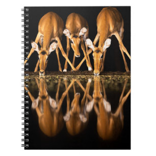 Three Impala Drink Together at Night Notebook