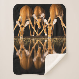 Three Impala Drink Together at Night Sherpa Blanket