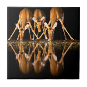 Three Impala Drink Together at Night Tile