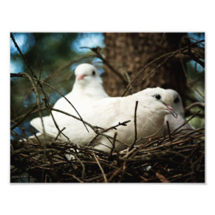 Three in a Tree Photo Print