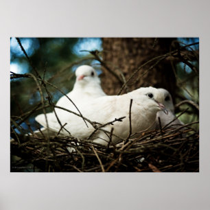 Three in a Tree Poster