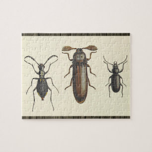 Three Insects Puzzle