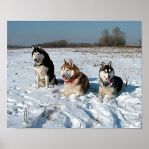 Three Interesting Malamute Dogs Poster