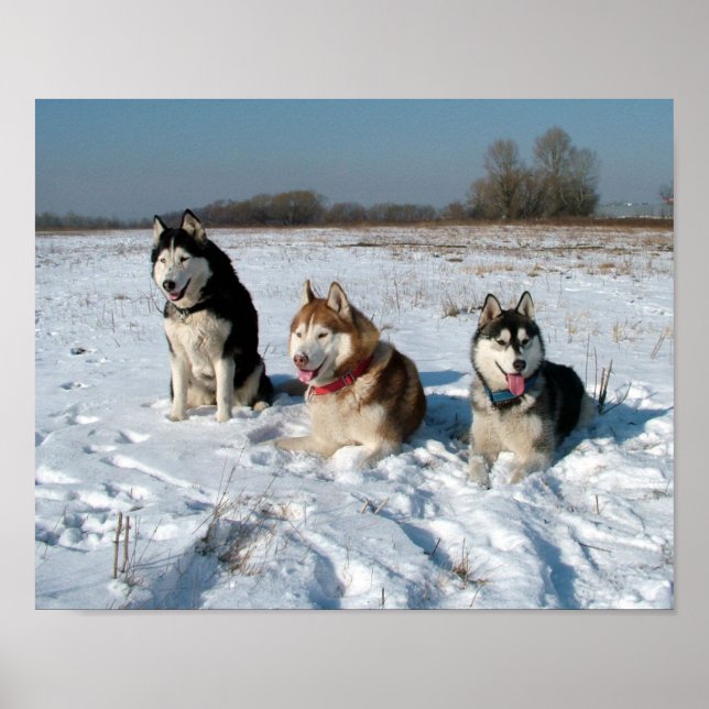 Three Interesting Malamute Dogs Poster (Front)
