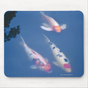 Three Japanese koi fish in pond Mouse Mat