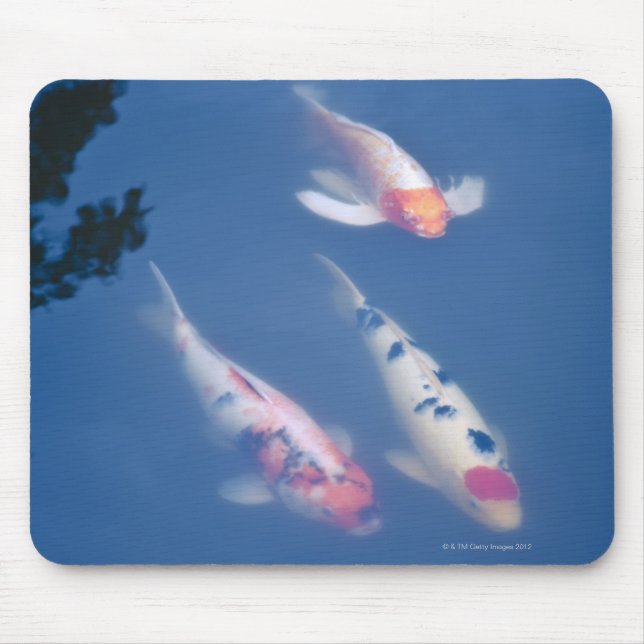 Three Japanese koi fish in pond Mouse Mat (Front)
