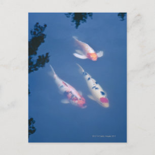 Three Japanese koi fish in pond Postcard