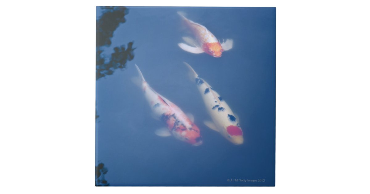 Three Japanese koi fish in pond Tile | Zazzle.co.uk