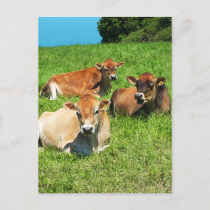 Three Jersey cows Postcard
