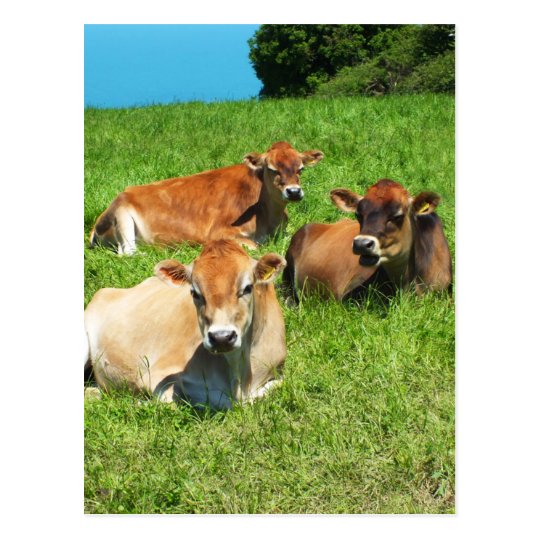 Three Jersey cows Postcard