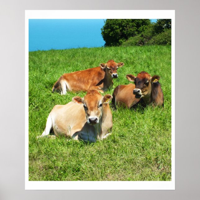 Three Jersey cows Poster (Front)