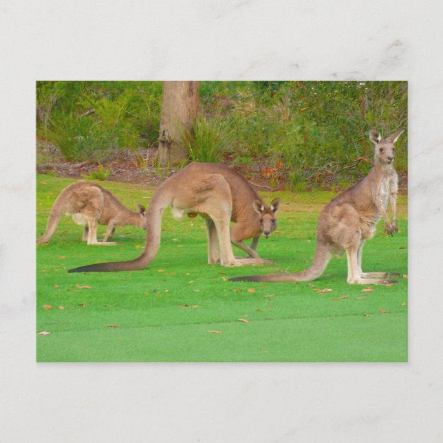 three kangaroos postcard (Front)