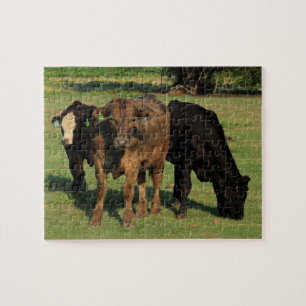Three Kansas Cows in a Pasture Jigsaw Puzzle