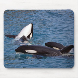 Three killer whales mouse mat