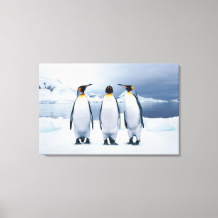 Three King Penguins Canvas Print