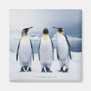 Three King Penguins Magnet