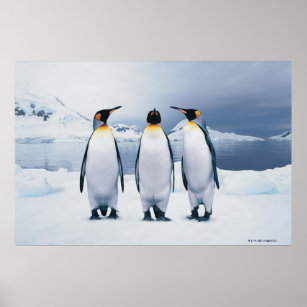 Three King Penguins Poster