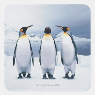 Three King Penguins Square Sticker
