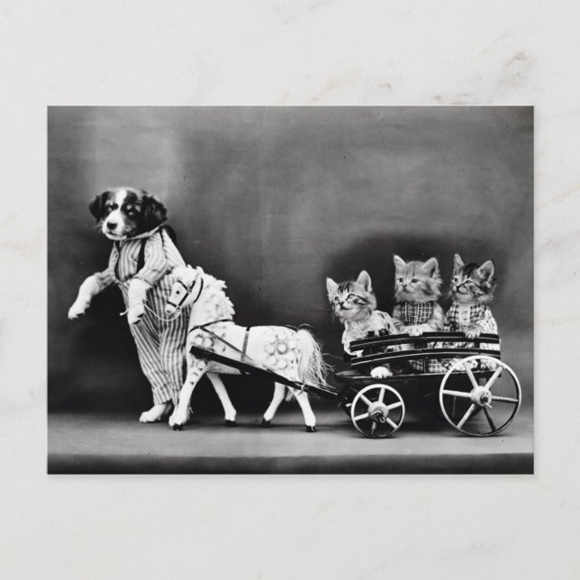 Three Kitten Pony Ride Postcard (Front)