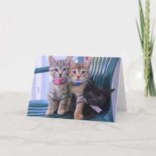 Three Kittens Announcement