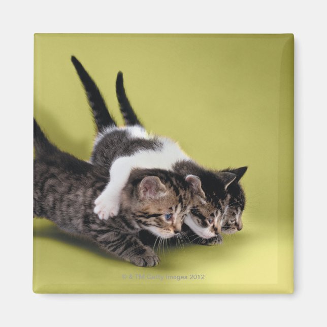 Three kittens hugging each other magnet (Front)