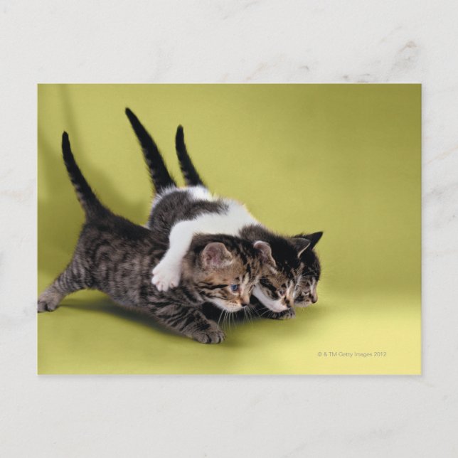 Three kittens hugging each other postcard (Front)