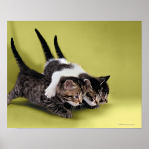 Three kittens hugging each other poster
