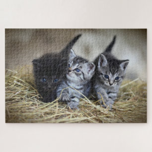 three kittens puzzle