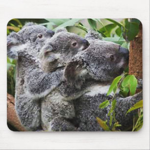 Three Koala's in a Tree Mouse Mat