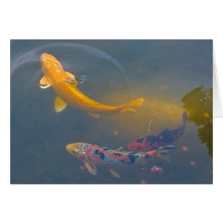 Three Koi