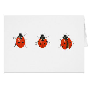 Three ladybirds 2013