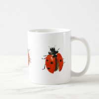 Three ladybirds 2013