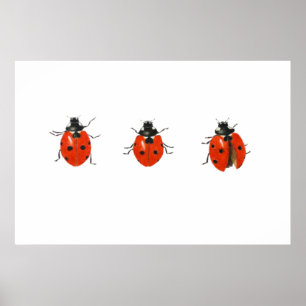 Three ladybirds 2013 poster