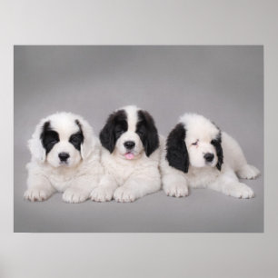 Three Landseer puppies Poster