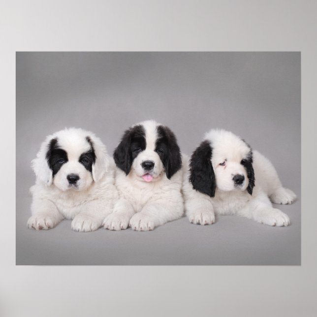 Three Landseer puppies Poster (Front)