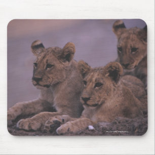 Three Lion Cubs Mouse Mat