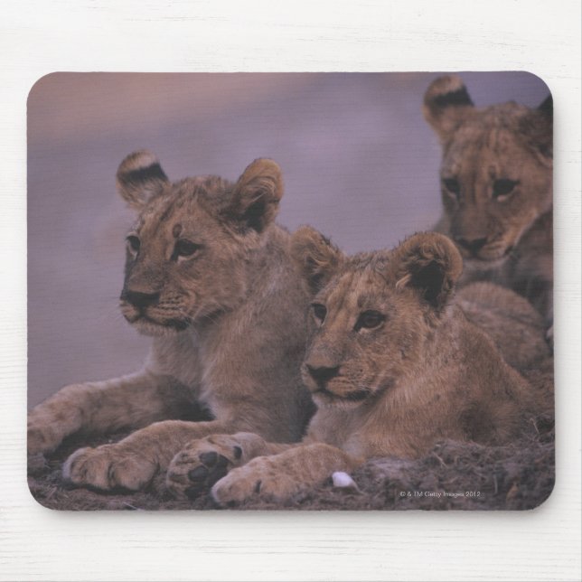 Three Lion Cubs Mouse Mat (Front)