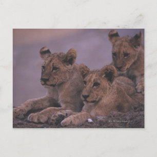 Three Lion Cubs Postcard
