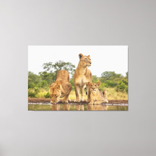 Three Lions Drinking Canvas Print