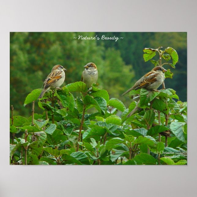 Three little birds friends Poster (Front)