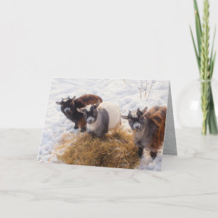 Three Little Goats, in Snow next to Hay Holiday Card