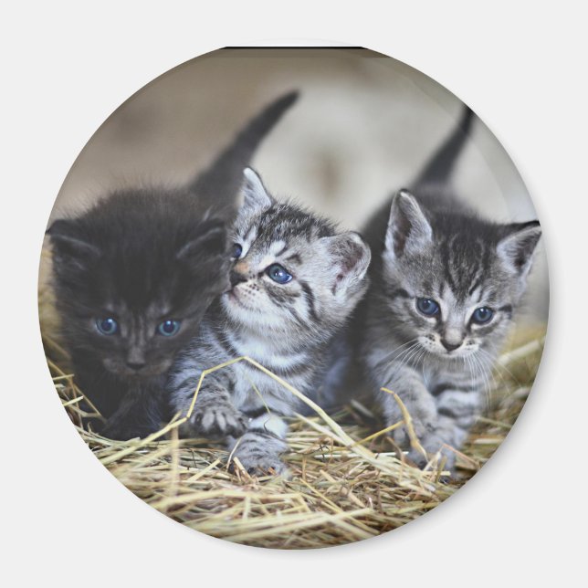 Three Little Kittens  Magnet (Front)