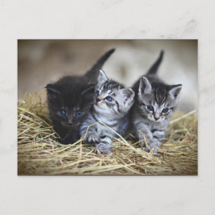 Three Little Kittens postcard